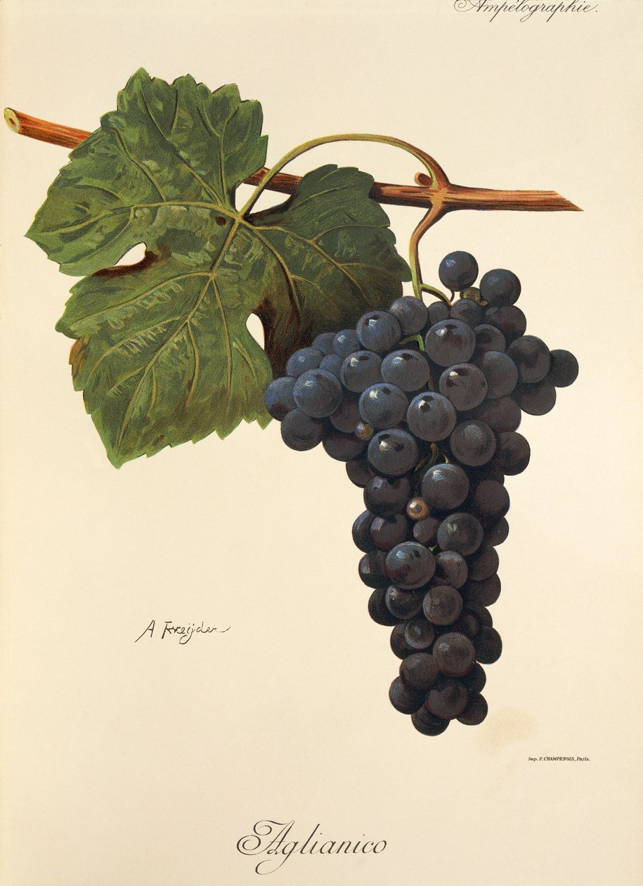 Uva Aglianico de A. Kreyder de Alexis Kreyder