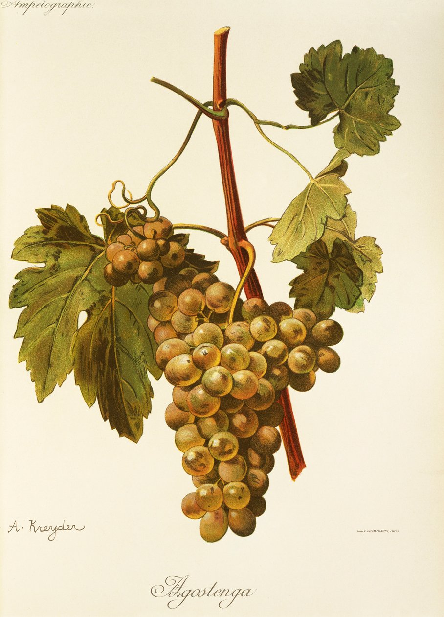 Uva Agostenga por A. Kreyder de Alexis Kreyder