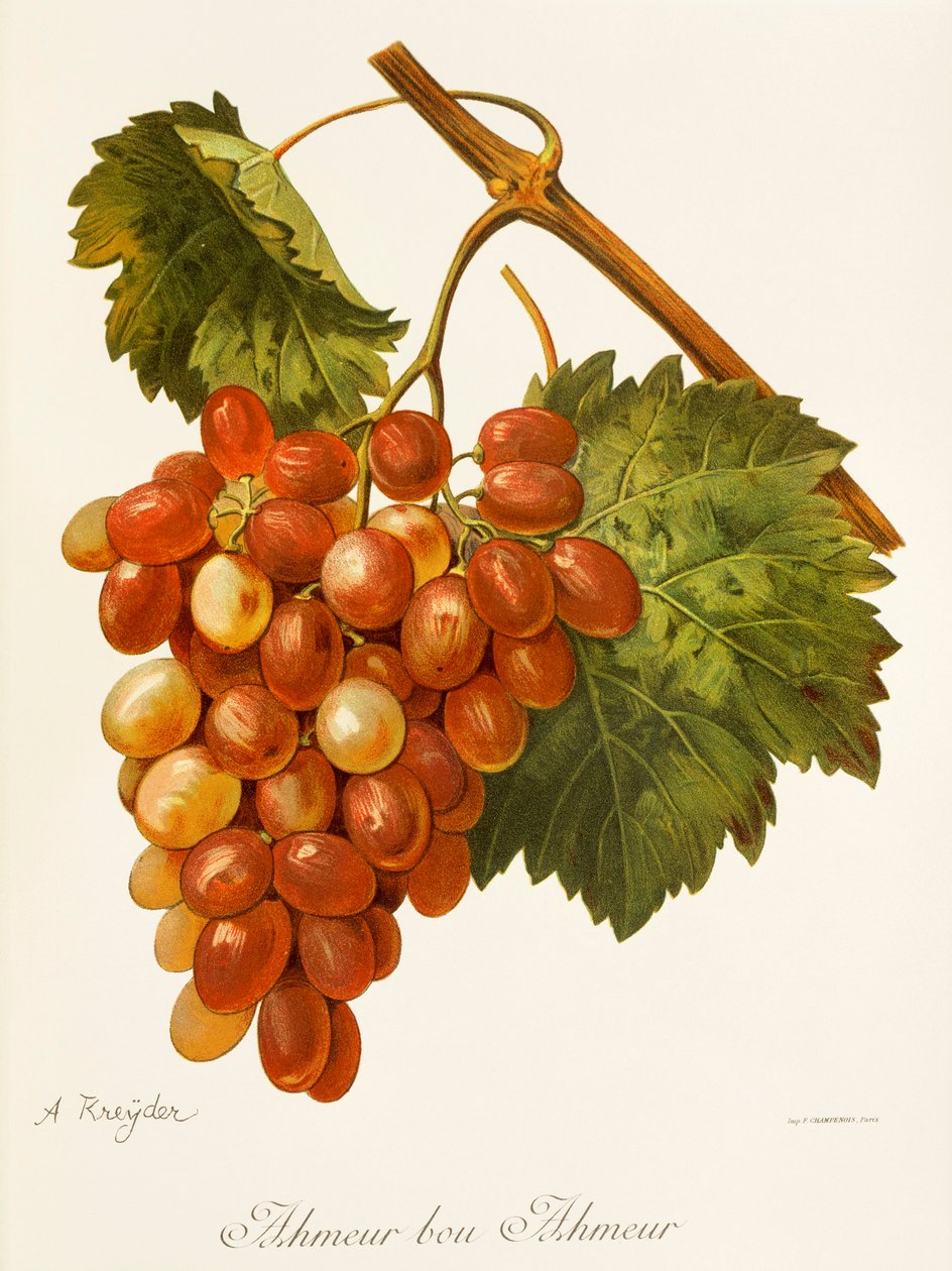 Uva Ahmeur Bou Hameur de A. Kreyder de Alexis Kreyder