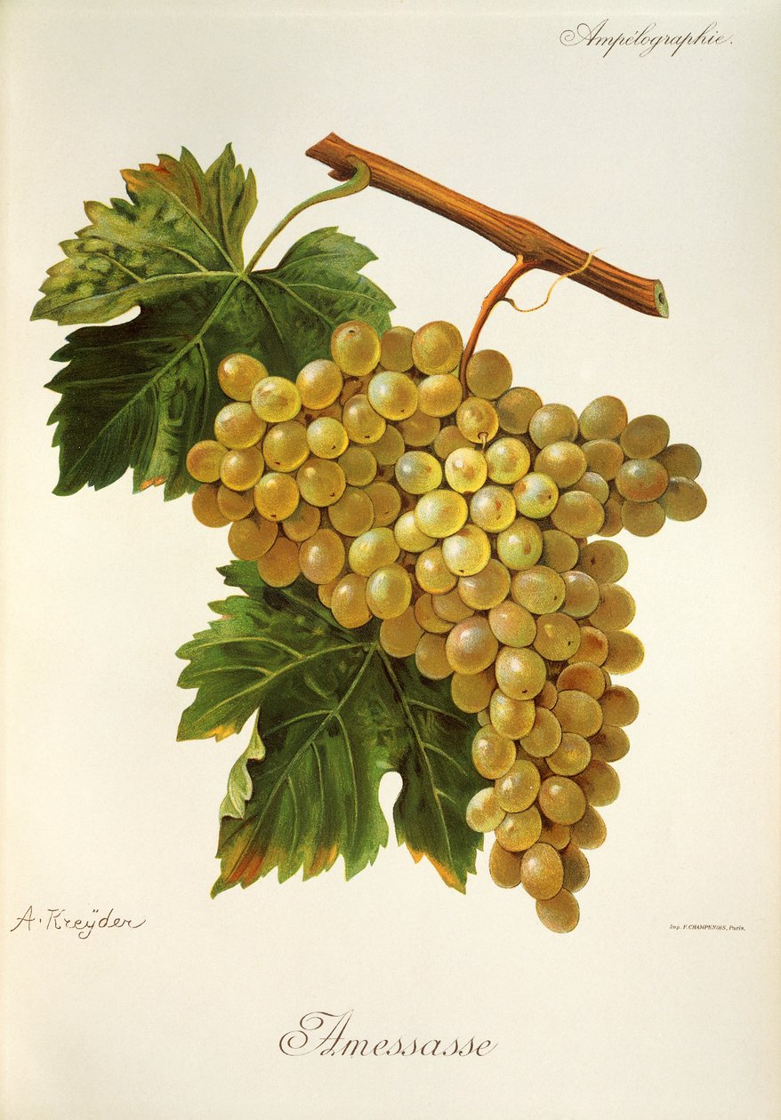 Uva Amessasse de A. Kreyder de Alexis Kreyder