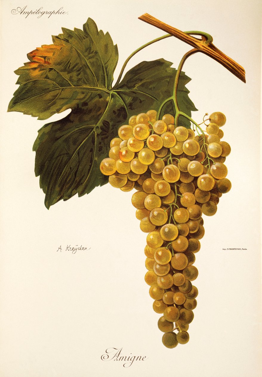 Uva Amigne por A. Kreyder de Alexis Kreyder