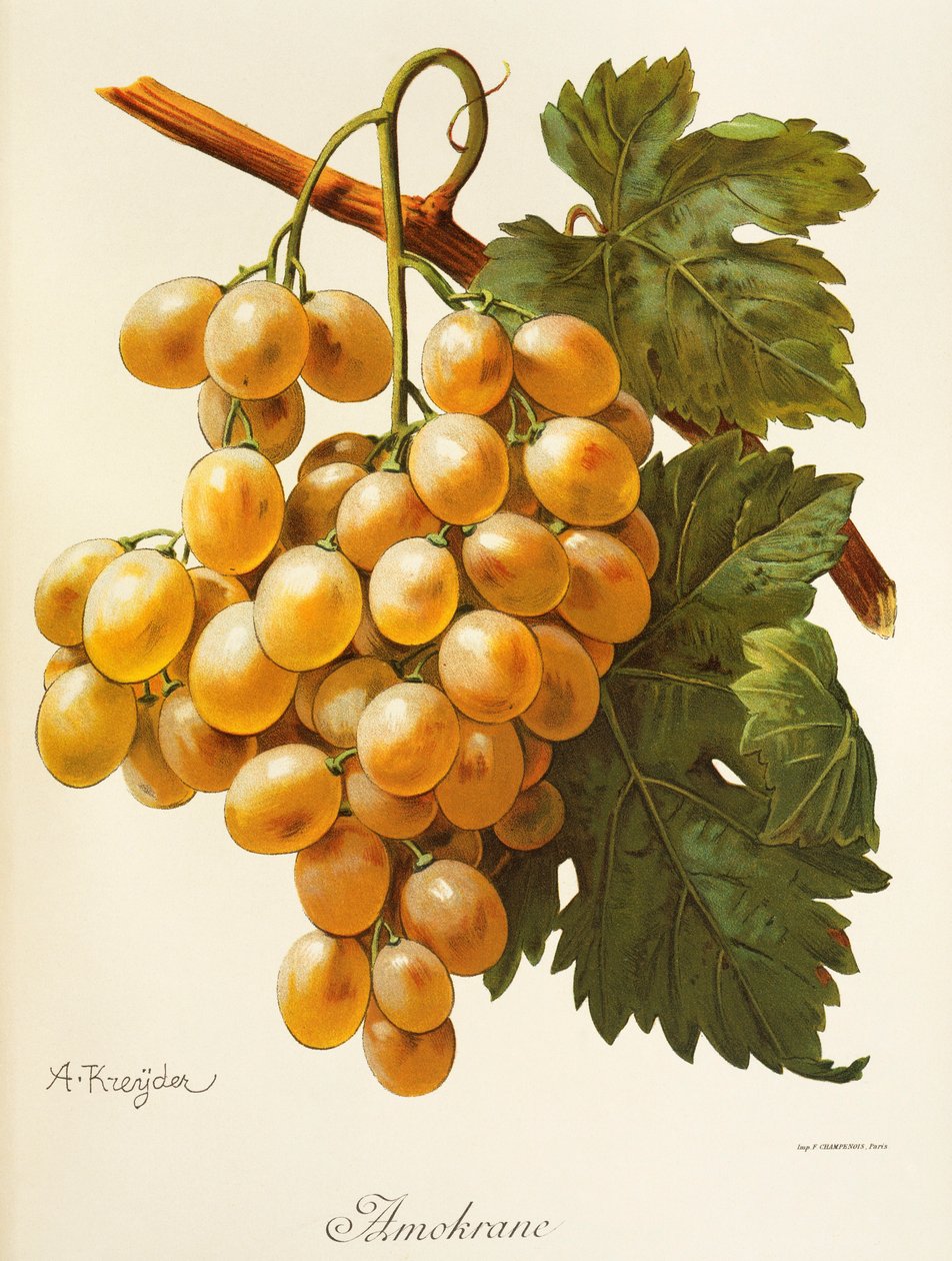 Uva Amokrane por A. Kreyder de Alexis Kreyder