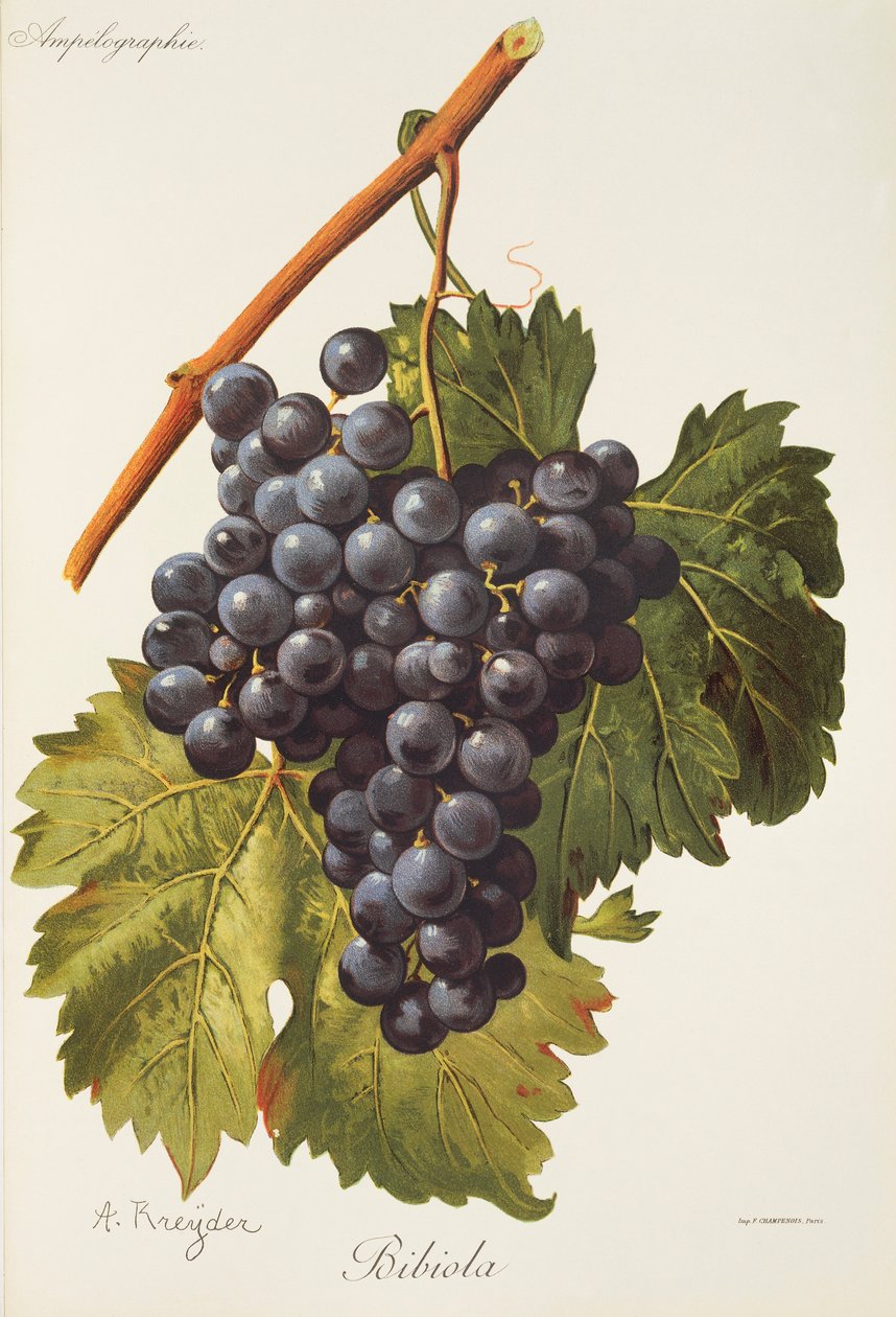 Uva Bibiola por A. Kreyder de Alexis Kreyder