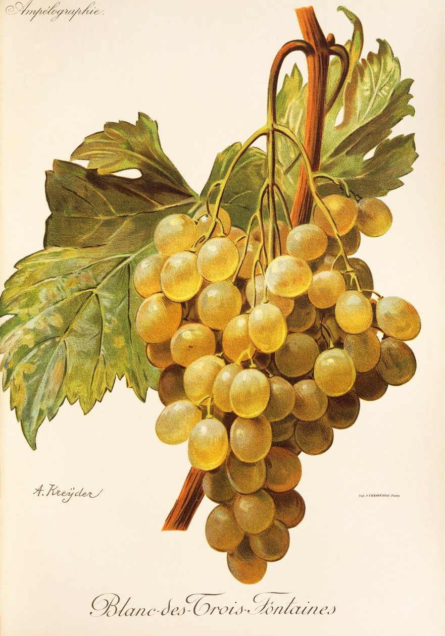 Uva Blanc-des-Trois-Fontaines por A. Kreyder de Alexis Kreyder
