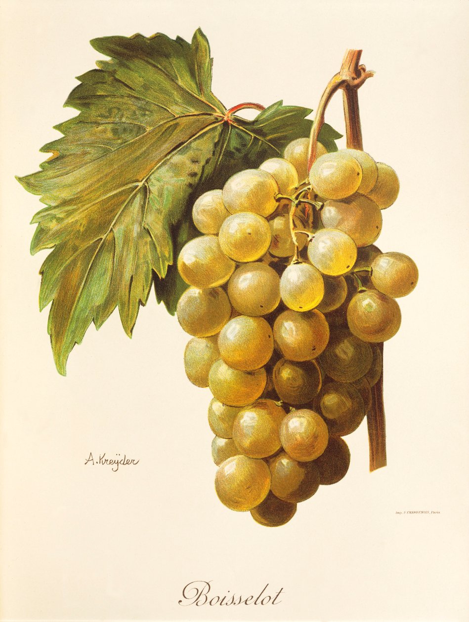 Uva Boisselot por A. Kreyder de Alexis Kreyder
