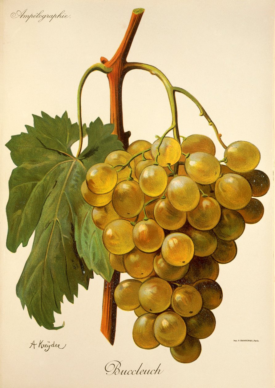 Uva Buccleuch por A. Kreyder de Alexis Kreyder