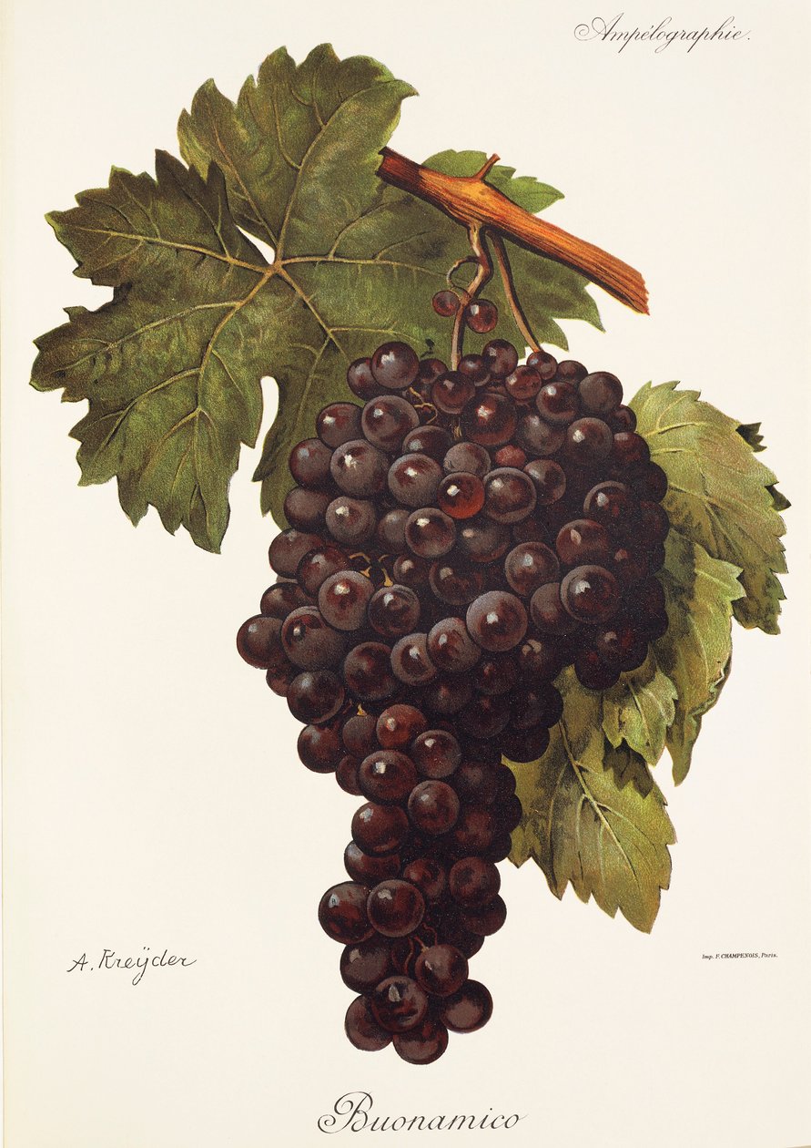 Uva Buonamico por A. Kreyder de Alexis Kreyder