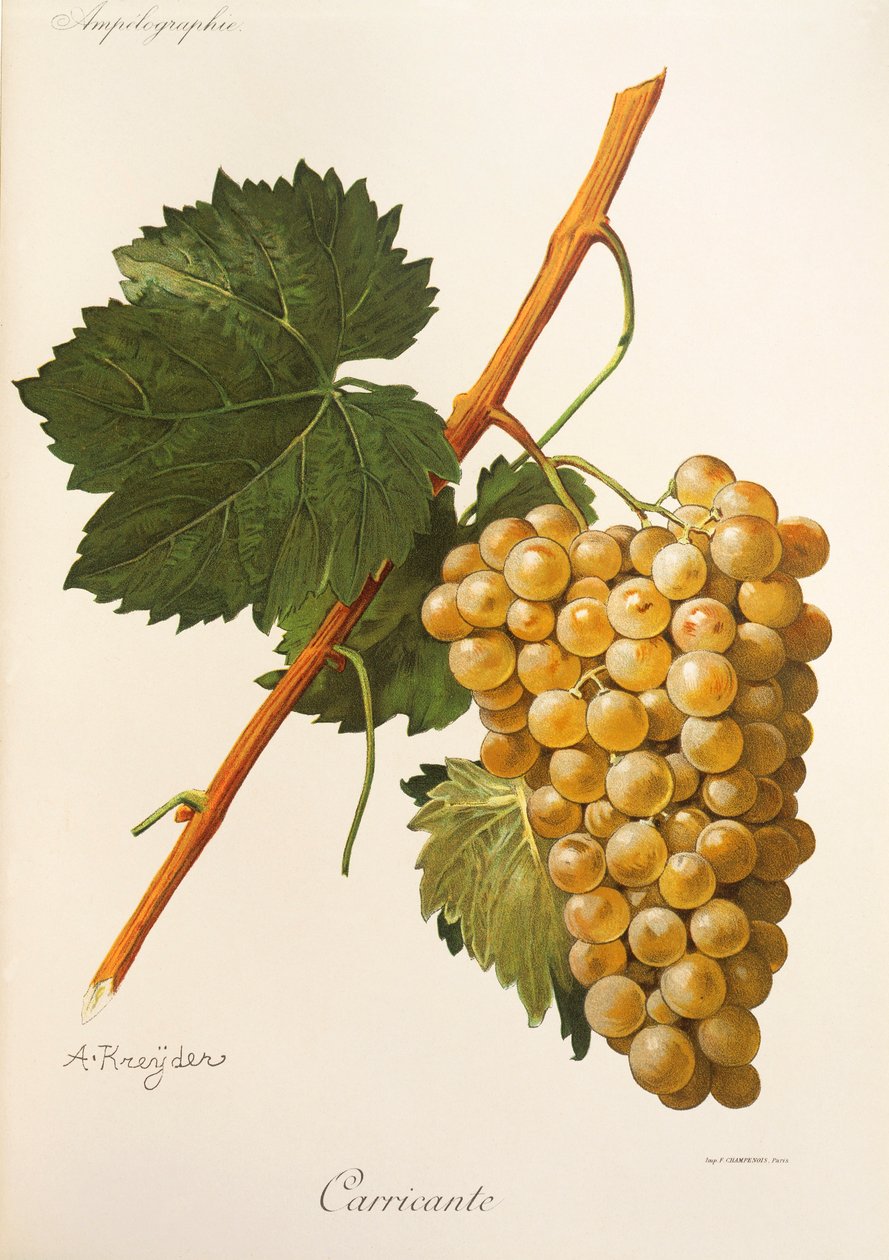 Uva Carricante de A Kreyder de Alexis Kreyder