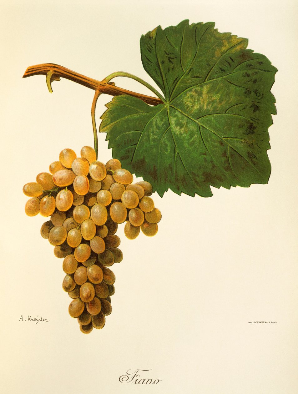 Uva Catarratto de A. Kreyder de Alexis Kreyder