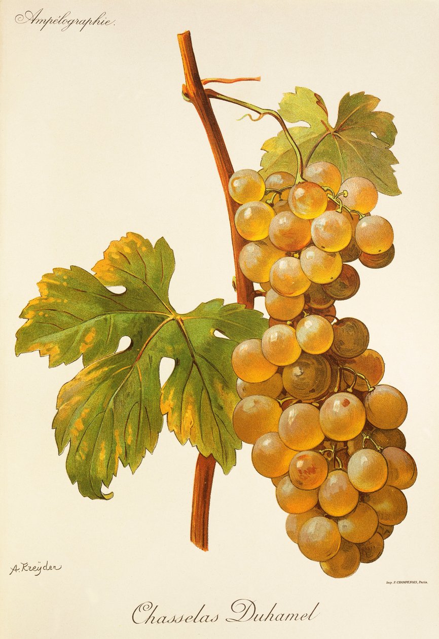 Uva Chasselas Duhamel de A. Kreyder de Alexis Kreyder