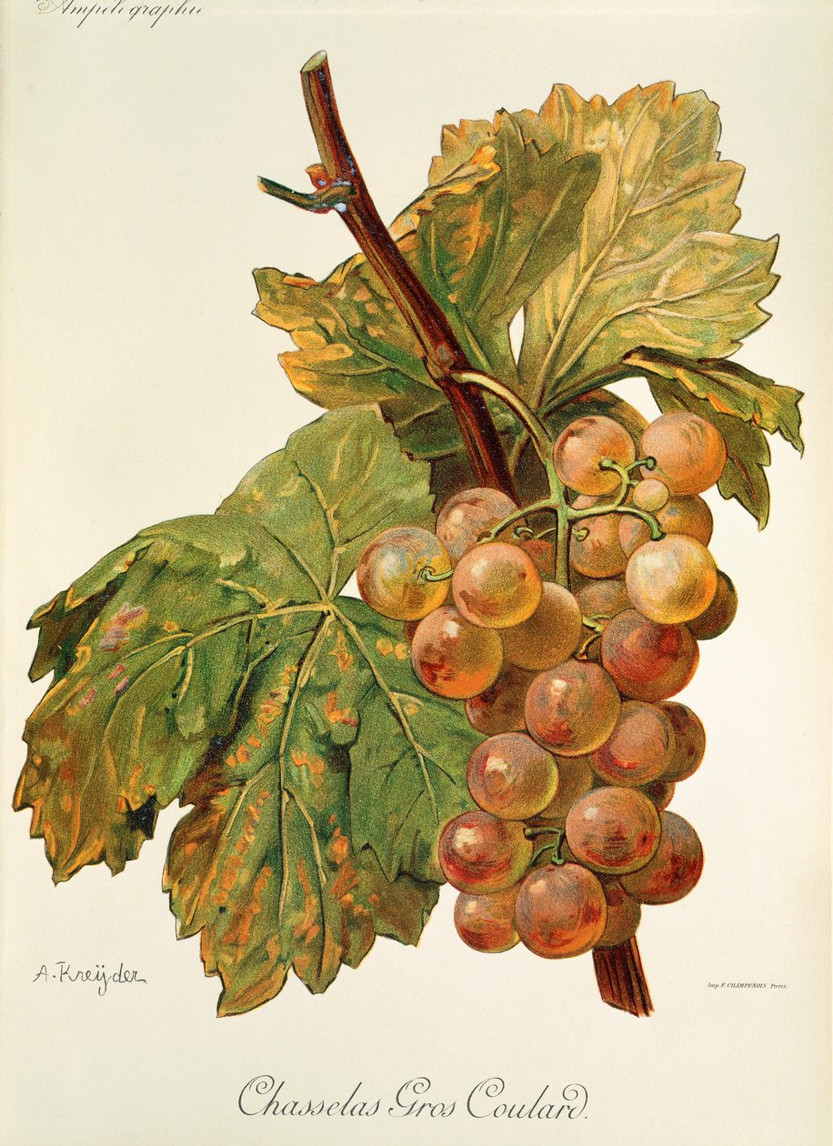 Uva Chasselas Gros Coulard por A. Kreyder de Alexis Kreyder