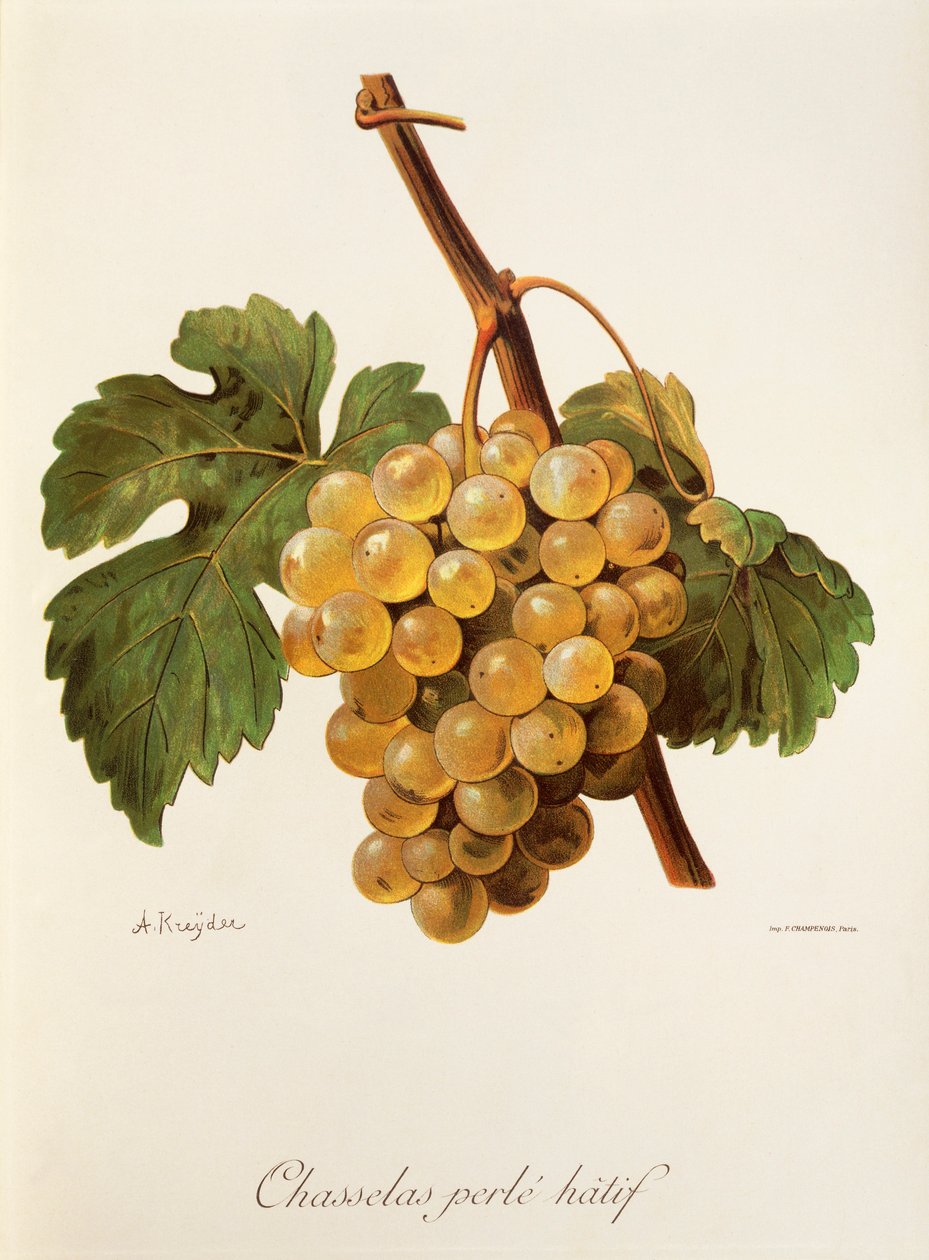 Uva Chasselas Perle