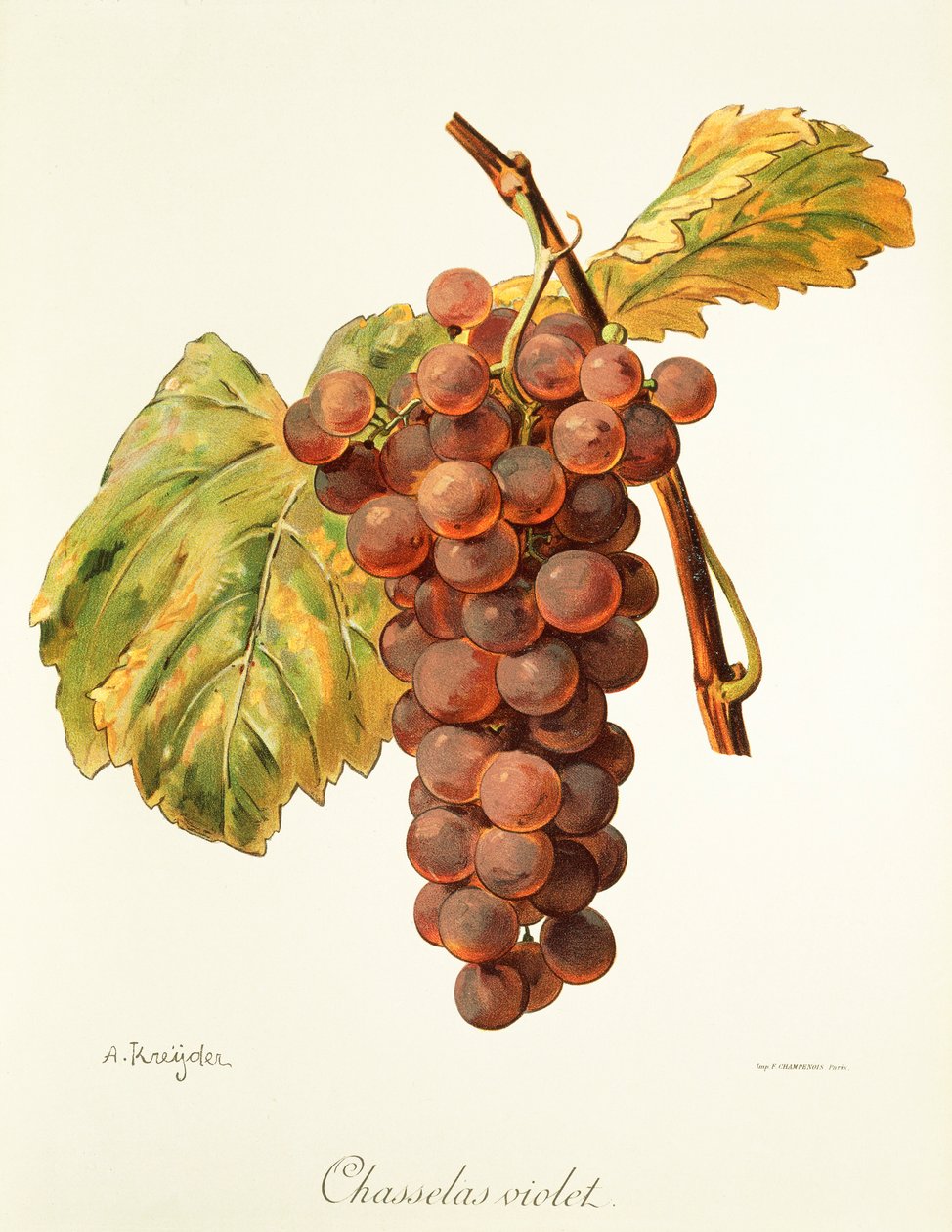 Uva Chasselas Violet de A. Kreyder de Alexis Kreyder
