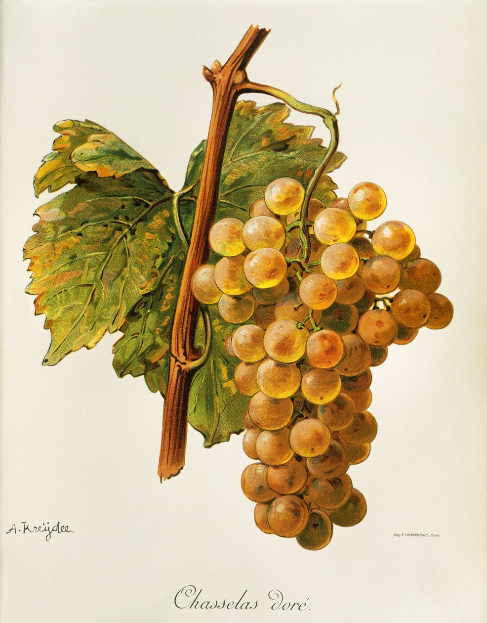 Uva dourada de Chasselas por A. Kreyder de Alexis Kreyder