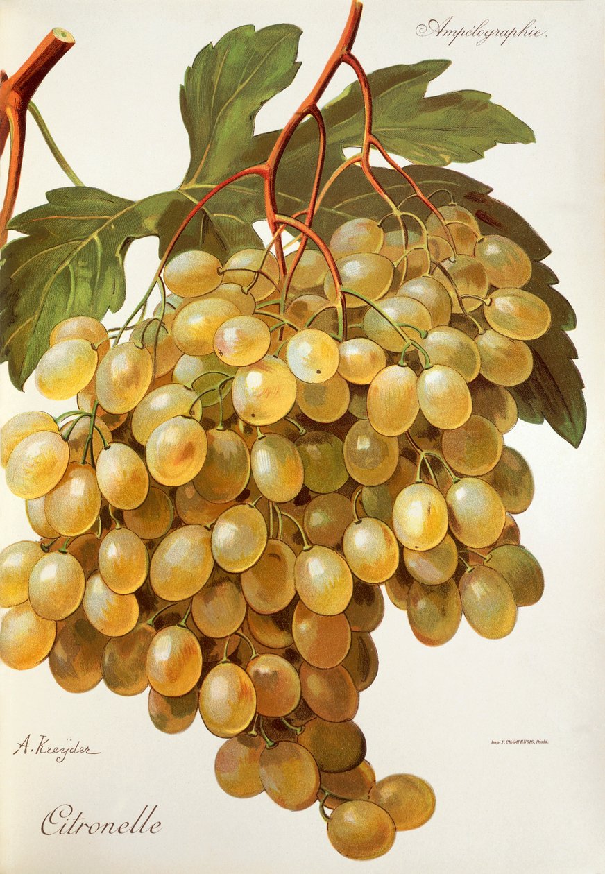Uva Citronella por A. Kreyder de Alexis Kreyder