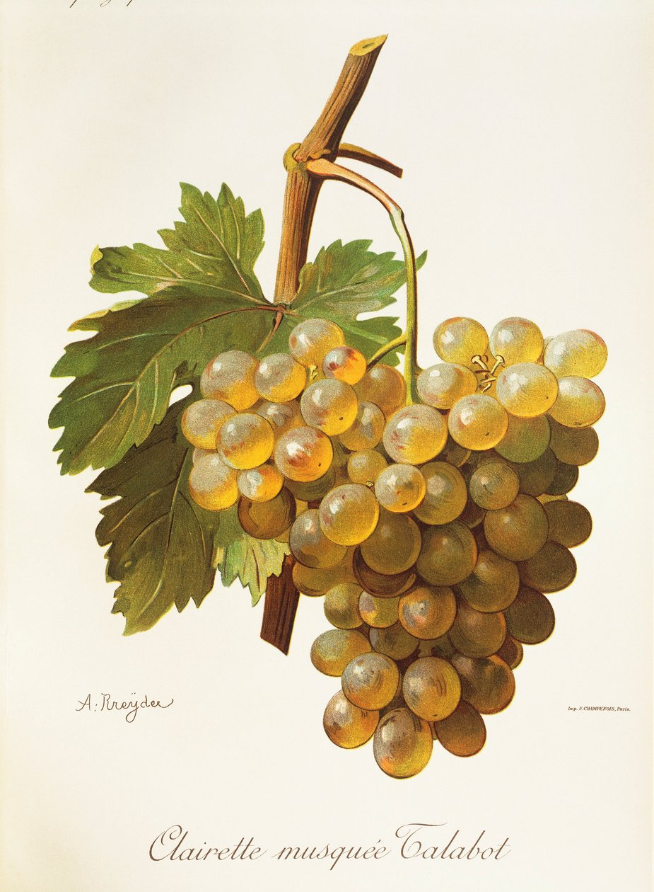 Uva Clairette Musquee por A. Kreyder de Alexis Kreyder