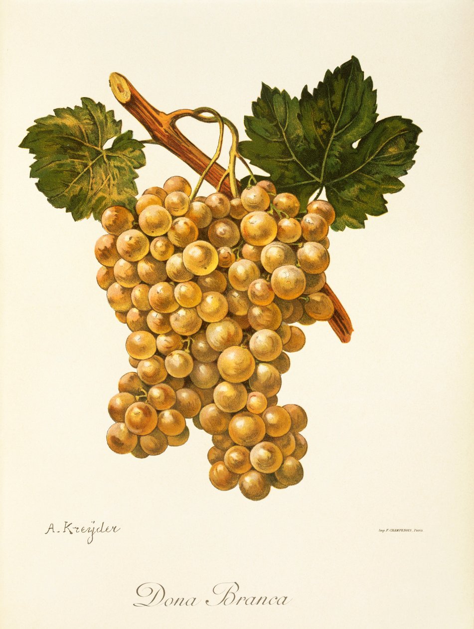 Uva Dona Branca de A. Kreyder de Alexis Kreyder