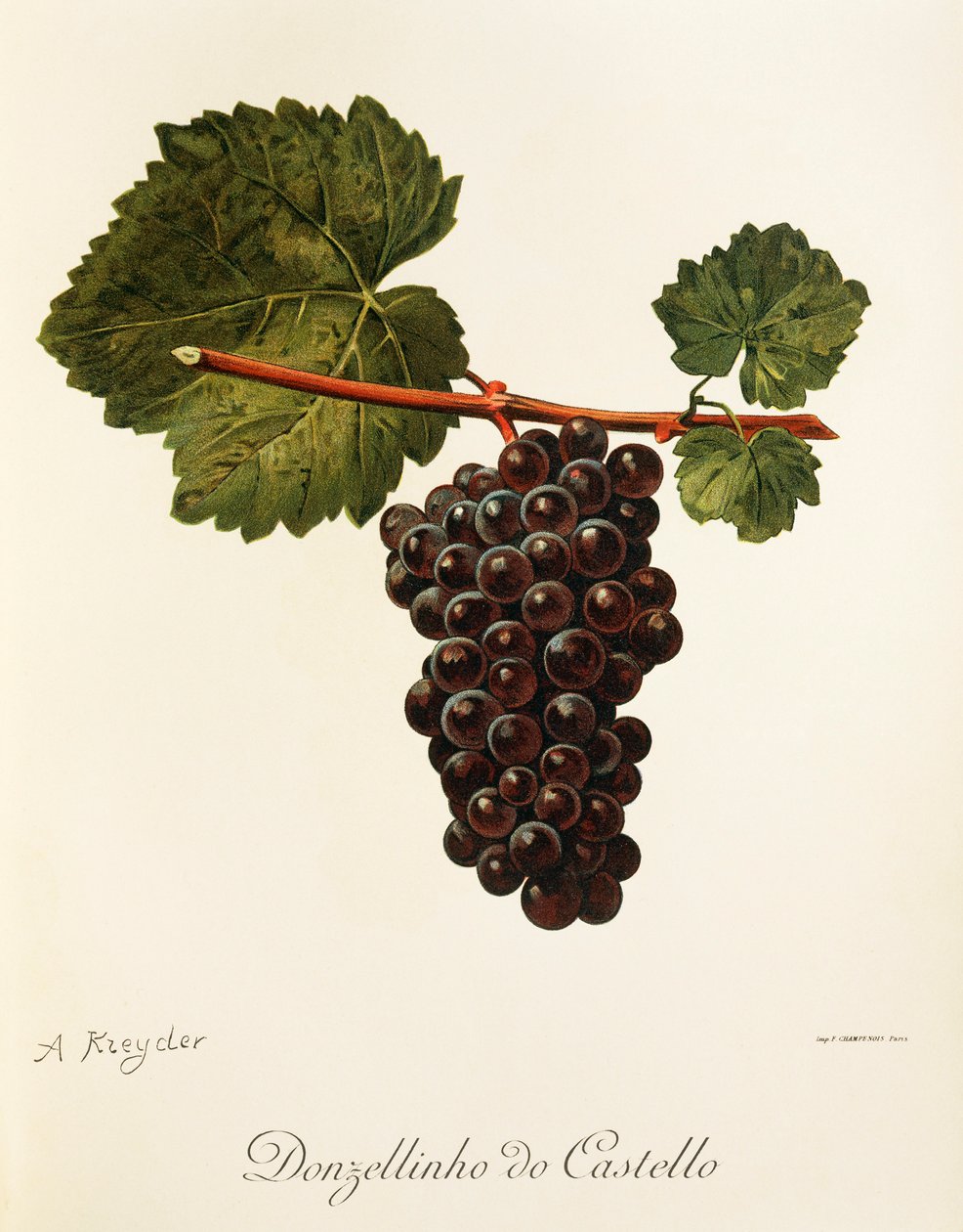 Uva Donzellinho do Castello por A. Kreyder de Alexis Kreyder