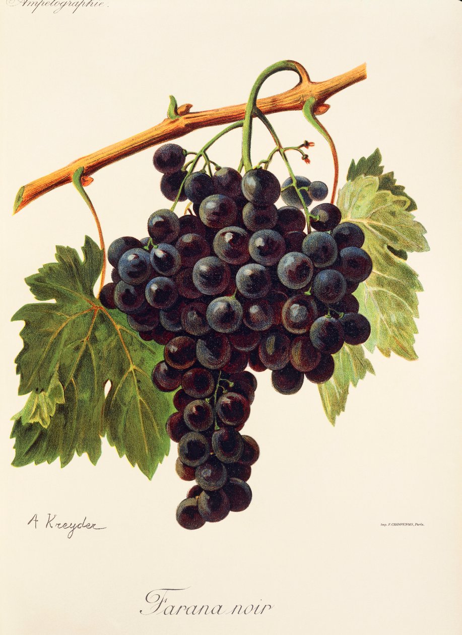 Uva Farana Noir de A. Kreyder de Alexis Kreyder