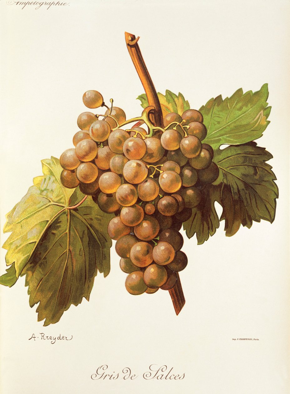 Uva Gris de Salces por A. Kreyder de Alexis Kreyder