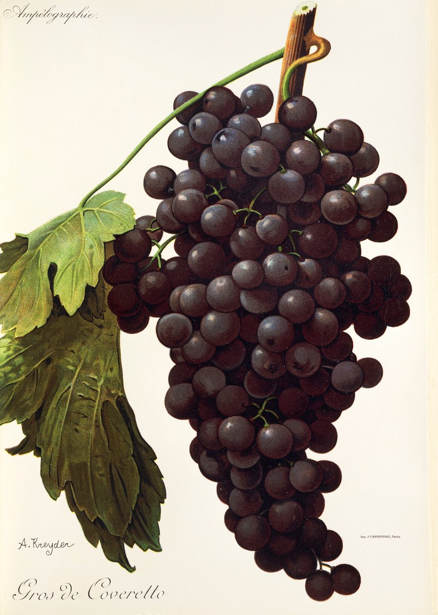 Gros de Coveretto uva por A. Kreyder de Alexis Kreyder