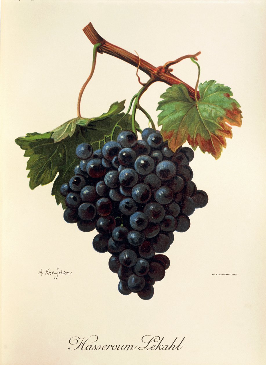 Uva Hasseroum Lekahl por A. Kreyder de Alexis Kreyder