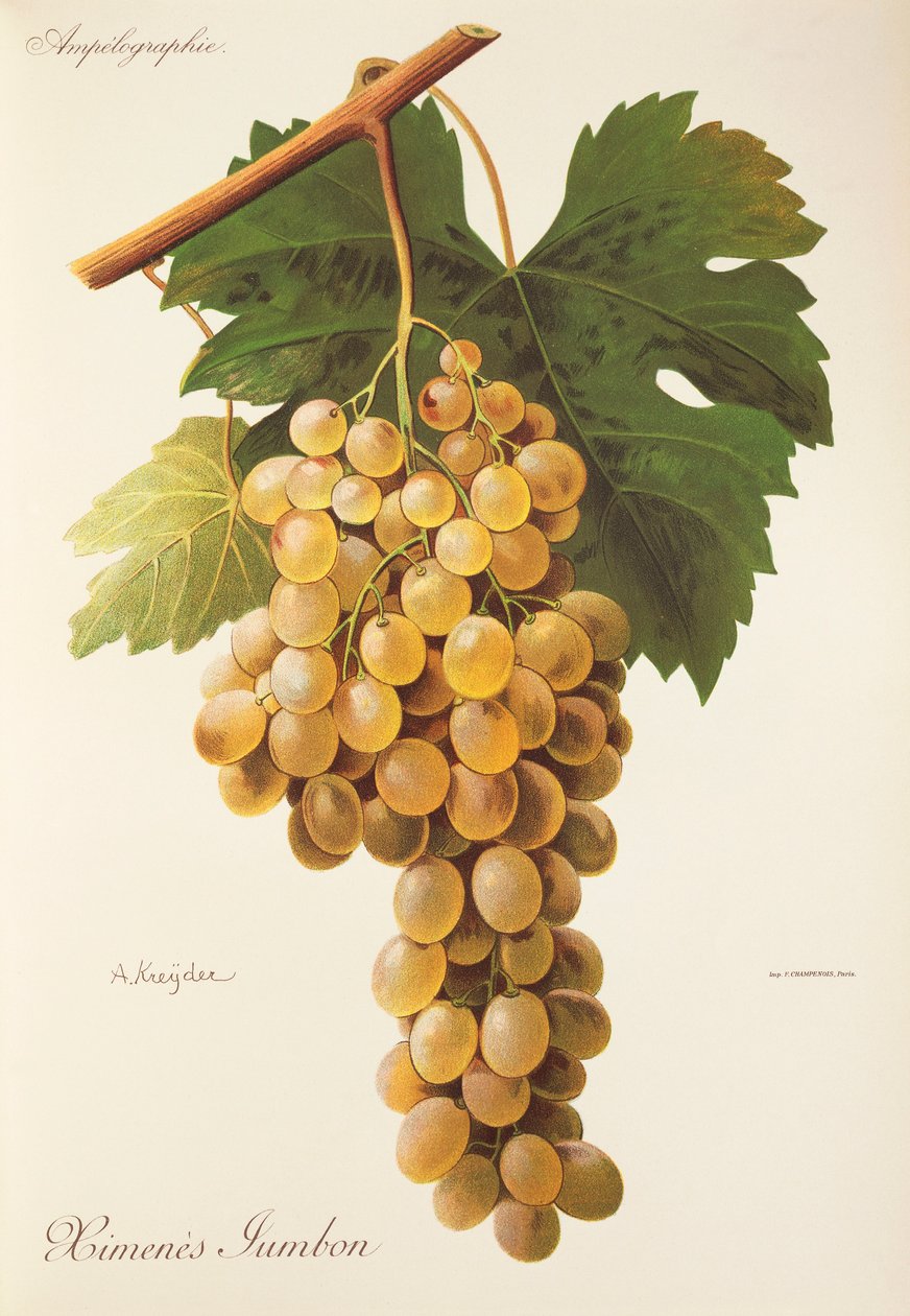 Uva Himenes Jumbon por A. Kreyder de Alexis Kreyder