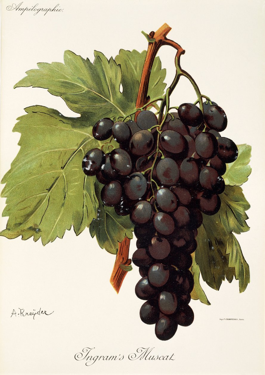 A uva Moscatel de Ingram, de A. Kreyder de Alexis Kreyder