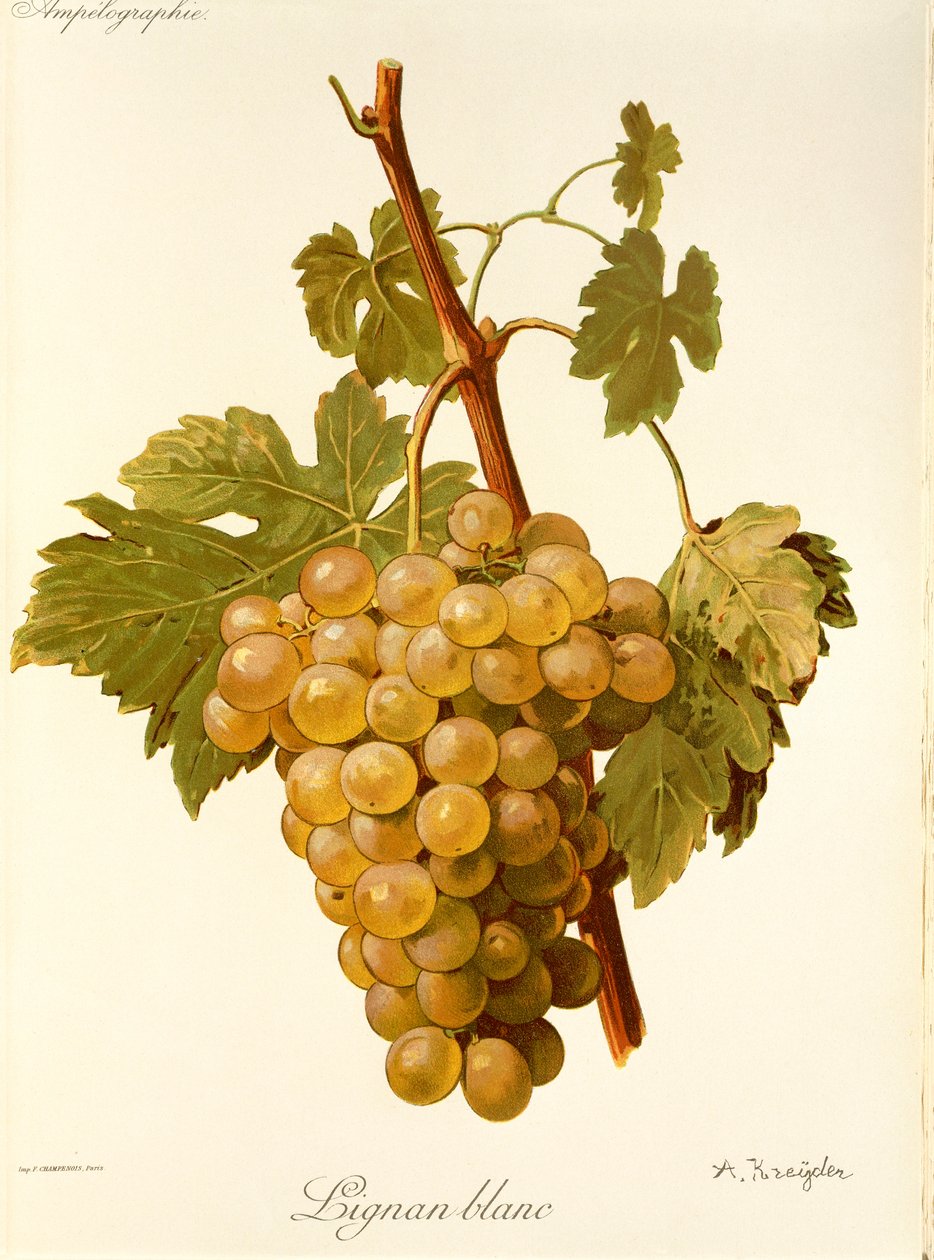 Uva Lignan Blanc por A. Kreyder de Alexis Kreyder