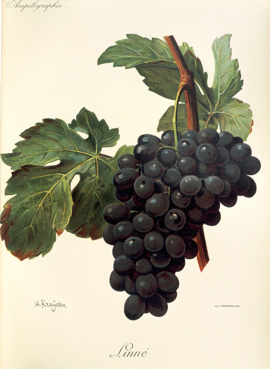 Uva de linho por A. Kreyder de Alexis Kreyder