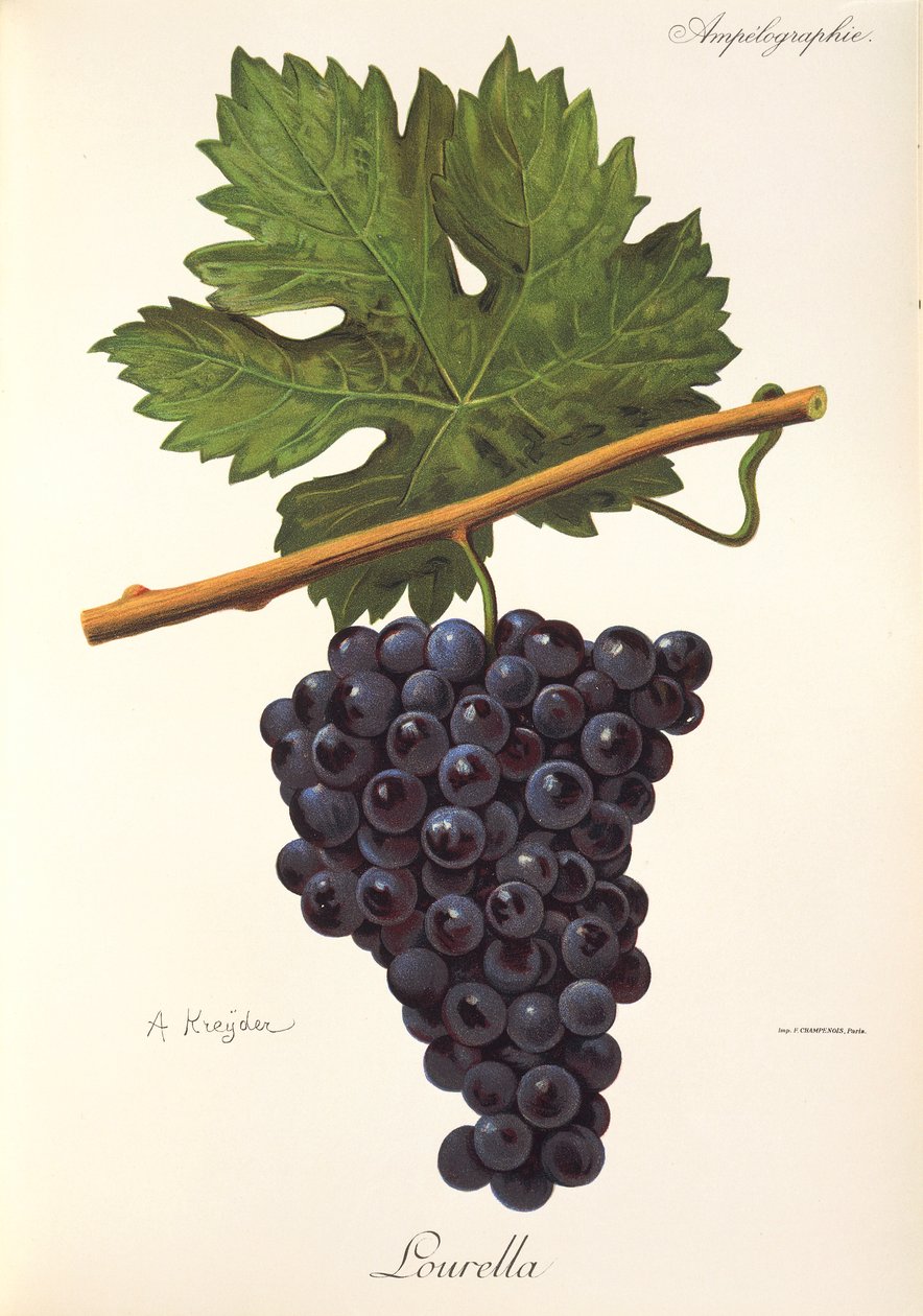 Uva Lourella de A. Kreyder de Alexis Kreyder