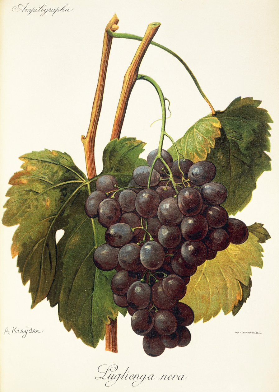 Uva Luglienga Nera de A Kreyder de Alexis Kreyder