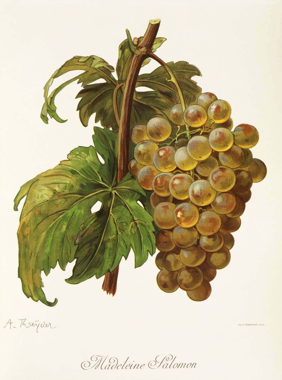 Madeleine Salomon grape by A. Kreyder de Alexis Kreyder
