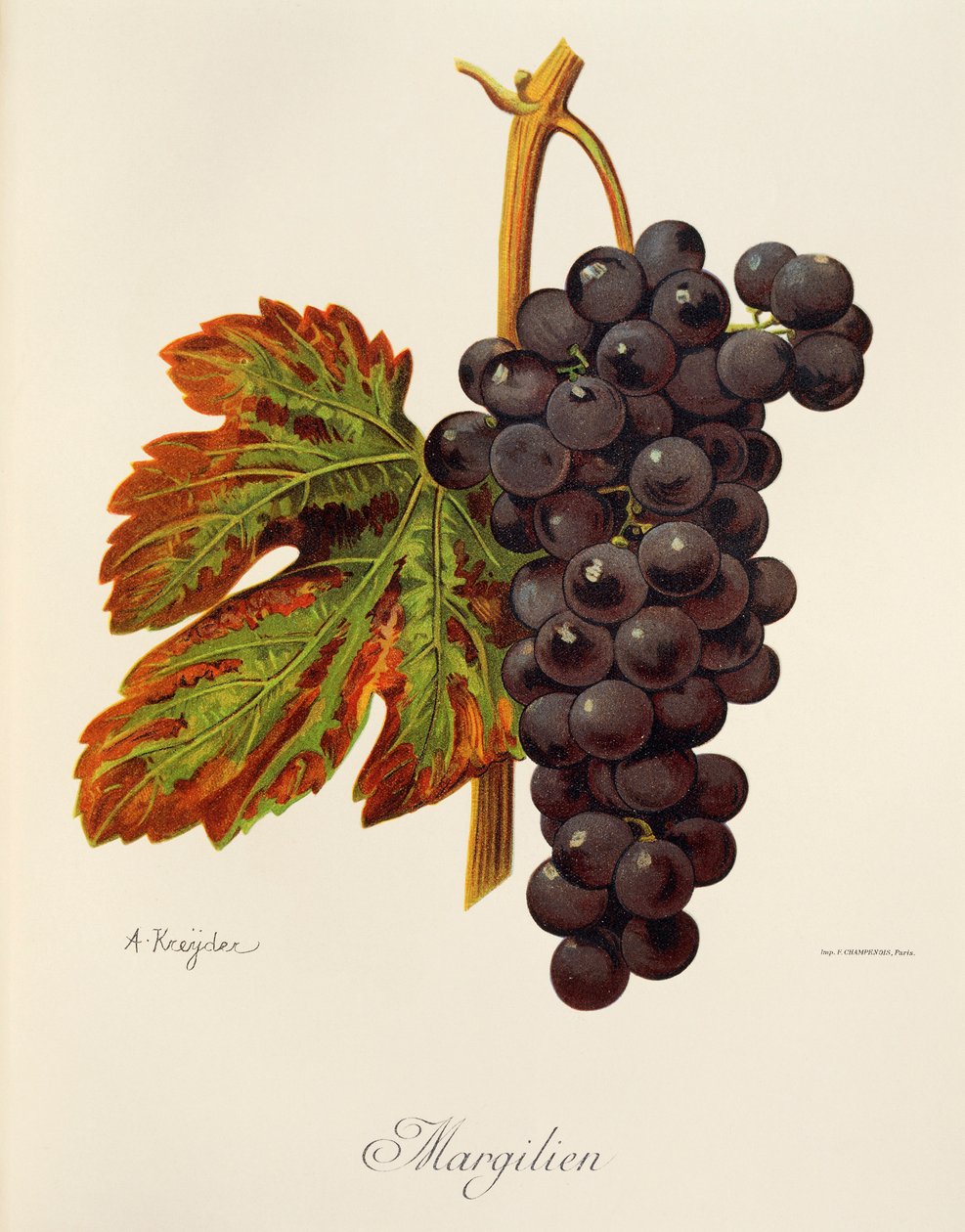 Uva Margilien por A. Kreyder de Alexis Kreyder