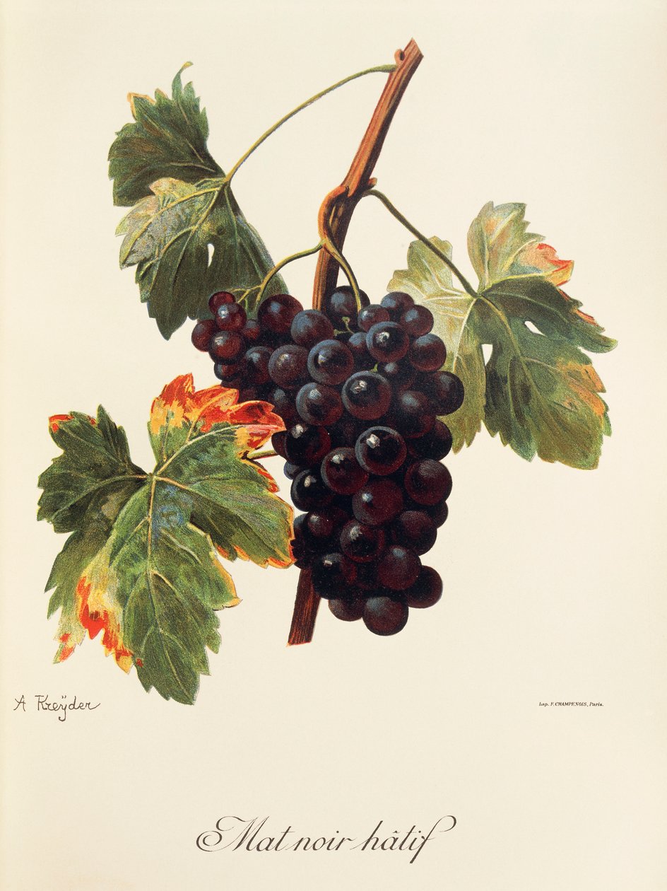 Uva Mat Noir Hatif de A. Kreyder de Alexis Kreyder