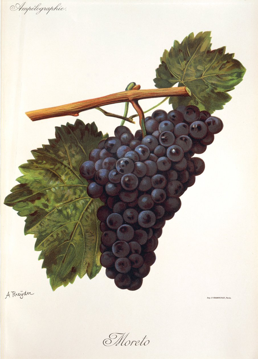 Uva Moreto por A. Kreyder de Alexis Kreyder