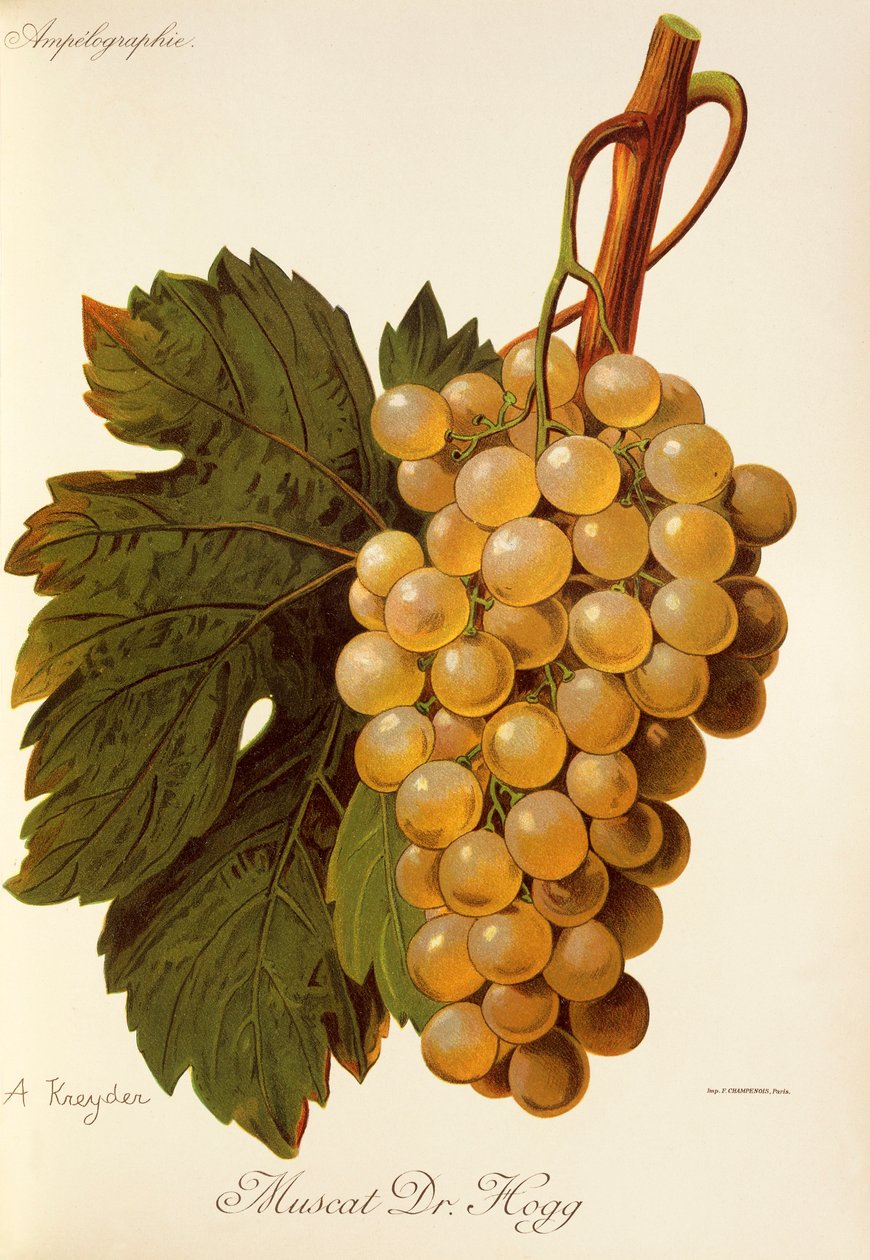 Moscatel Dr. Hogg uva por A. Kreyder de Alexis Kreyder