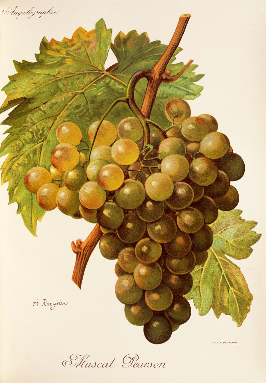 Uva Muscat Pearson por A. Kreyder de Alexis Kreyder