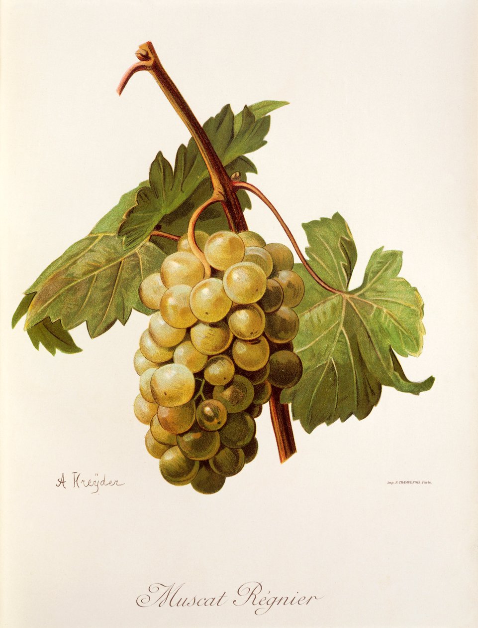Uva Muscat Regnier de A. Kreyder de Alexis Kreyder