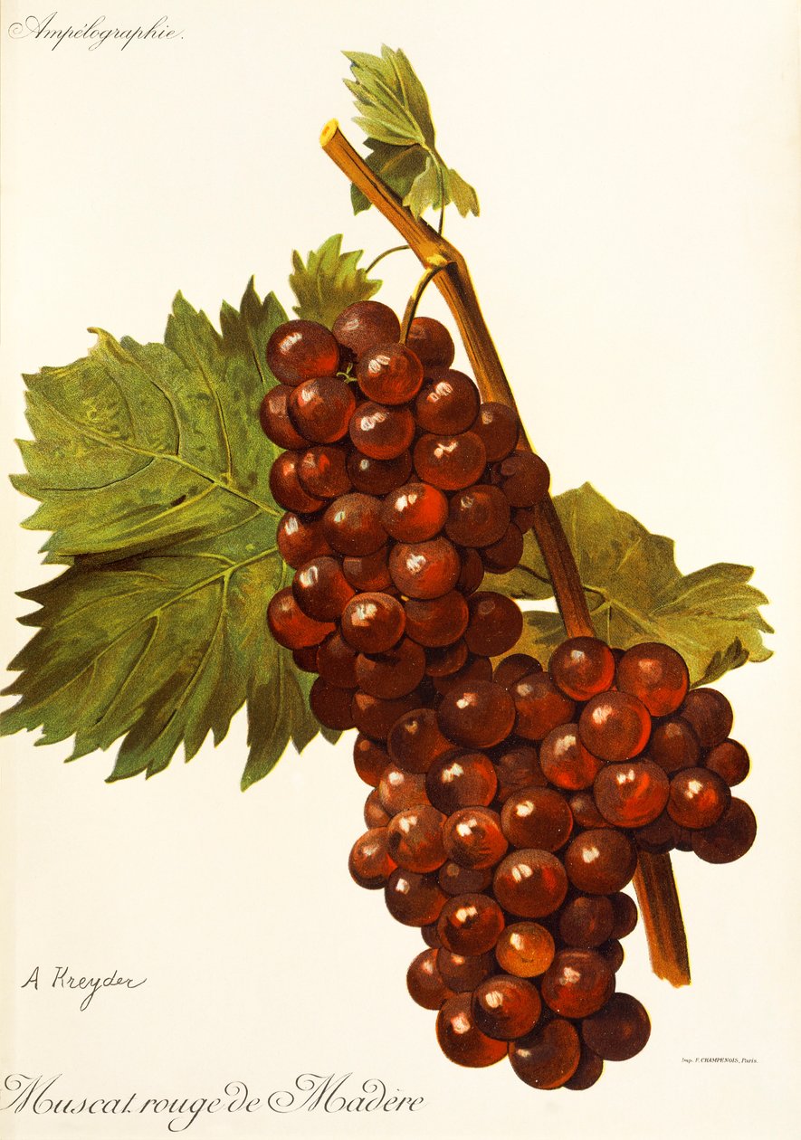 Muscat Rouge de Madere, de A. Kreyder de Alexis Kreyder