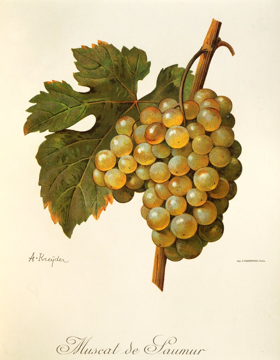 Muscat de Saumur uva de A Kreyder de Alexis Kreyder