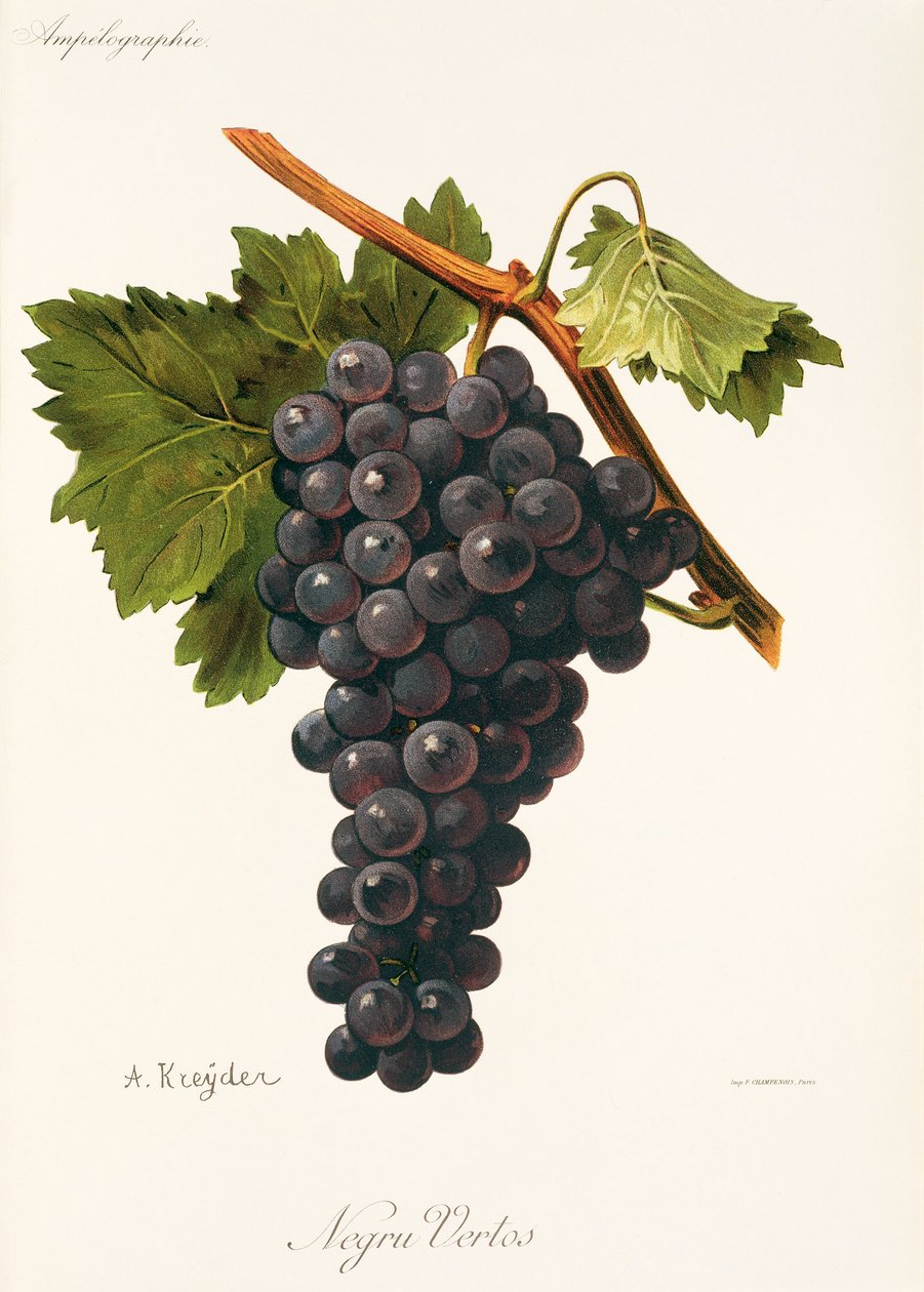 Uva Negru Vertos por A. Kreyder de Alexis Kreyder