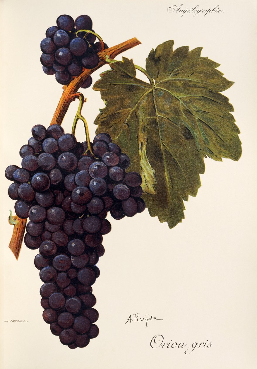 Uva Oriou Gris de A. Kreyder de Alexis Kreyder