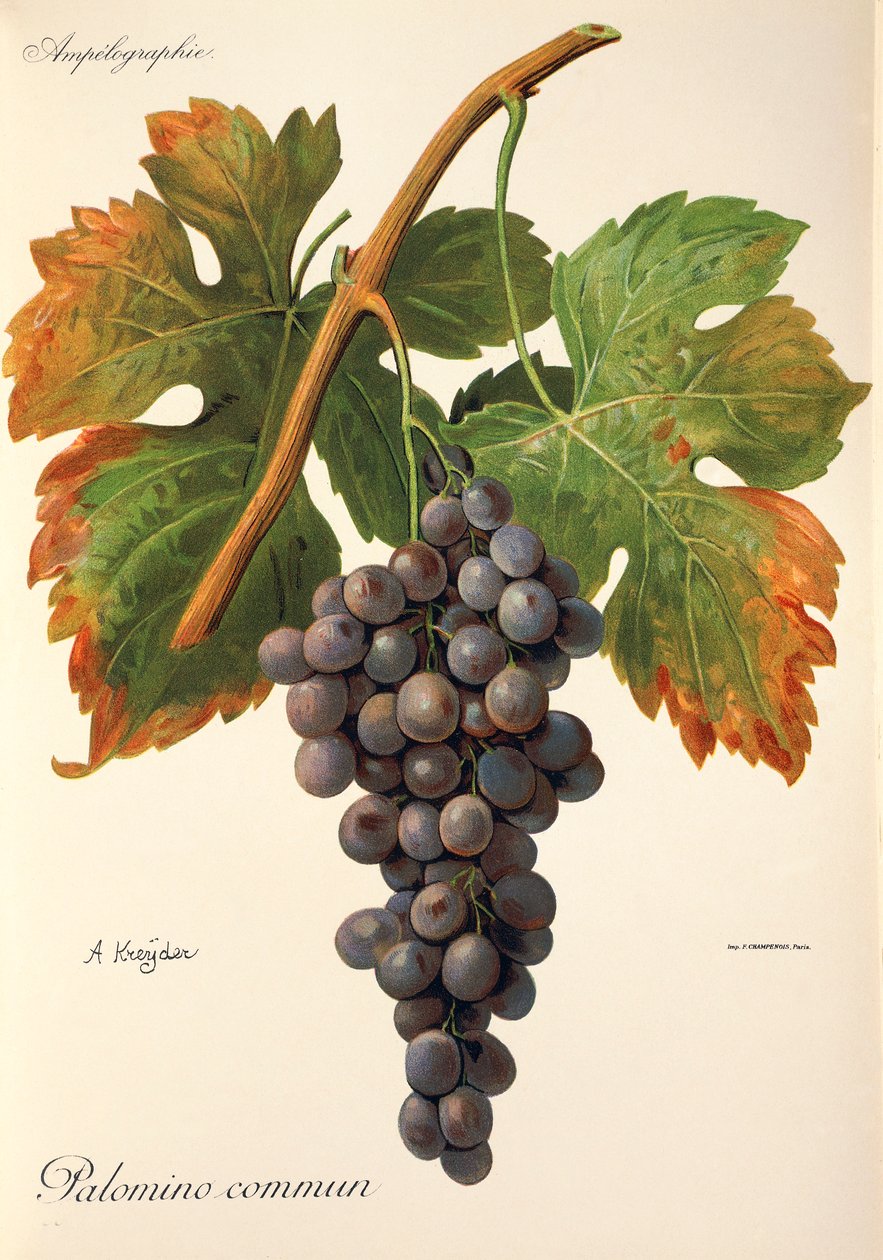 Palomino Commun grape de A. Kreyder de Alexis Kreyder
