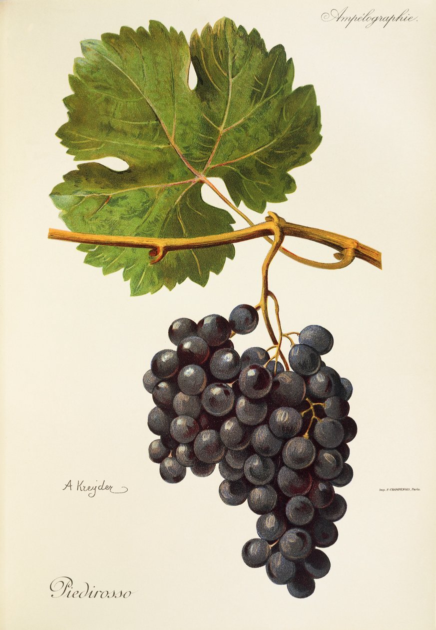 Uva Piedirosso por A. Kreyder de Alexis Kreyder