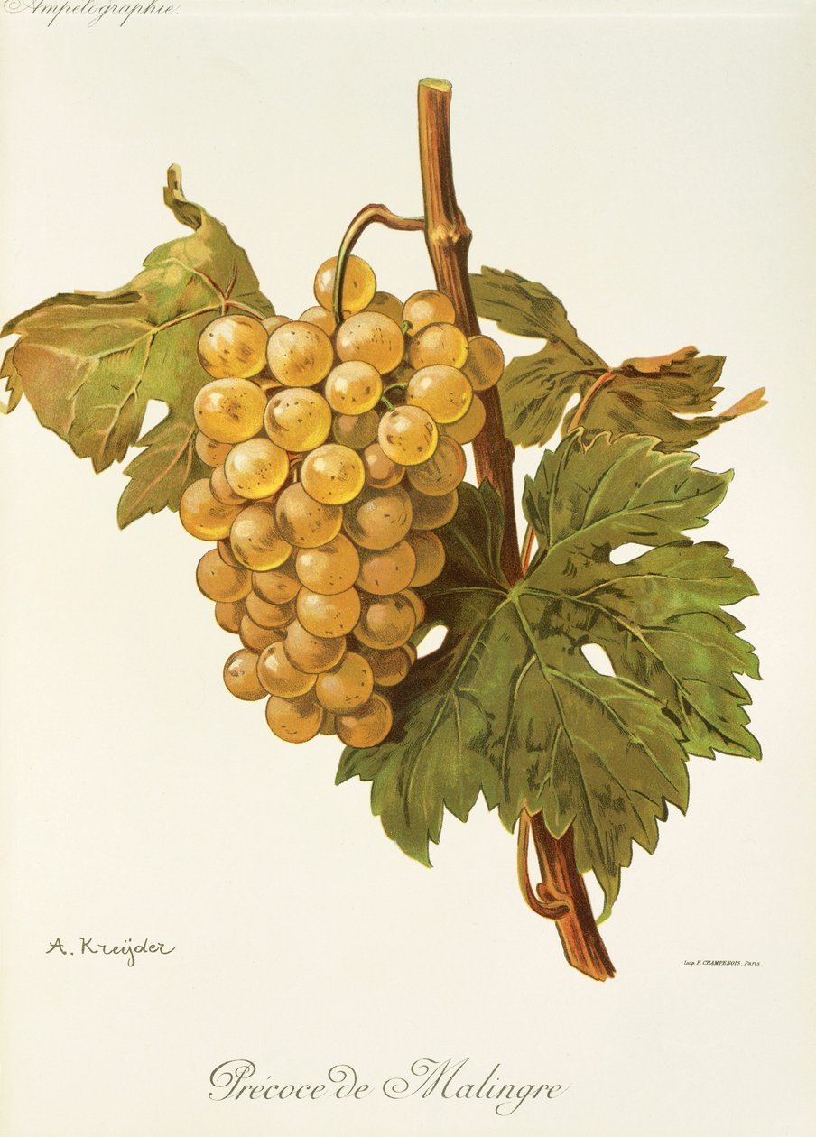 Uva Precoce de Malingre por A. Kreyder de Alexis Kreyder
