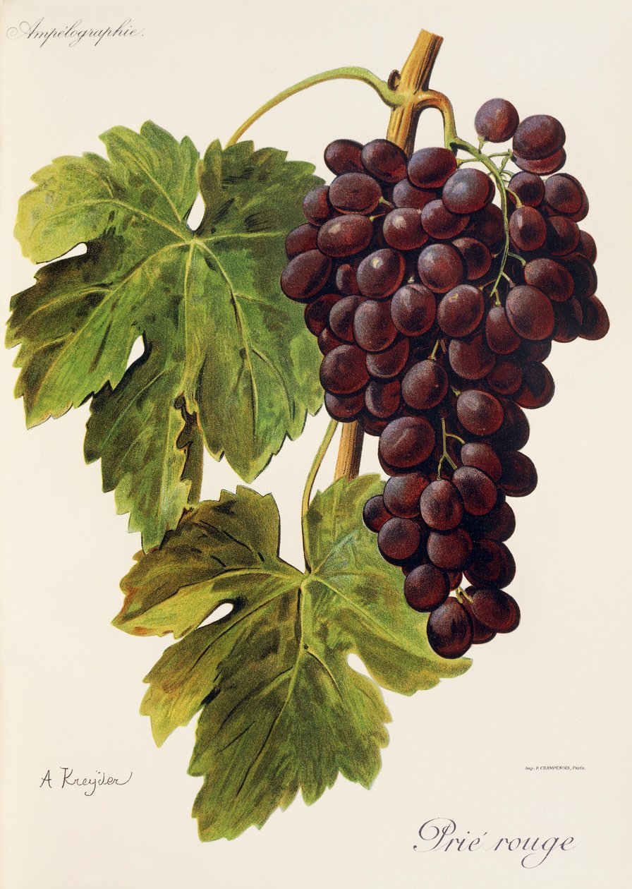 Uva Prie