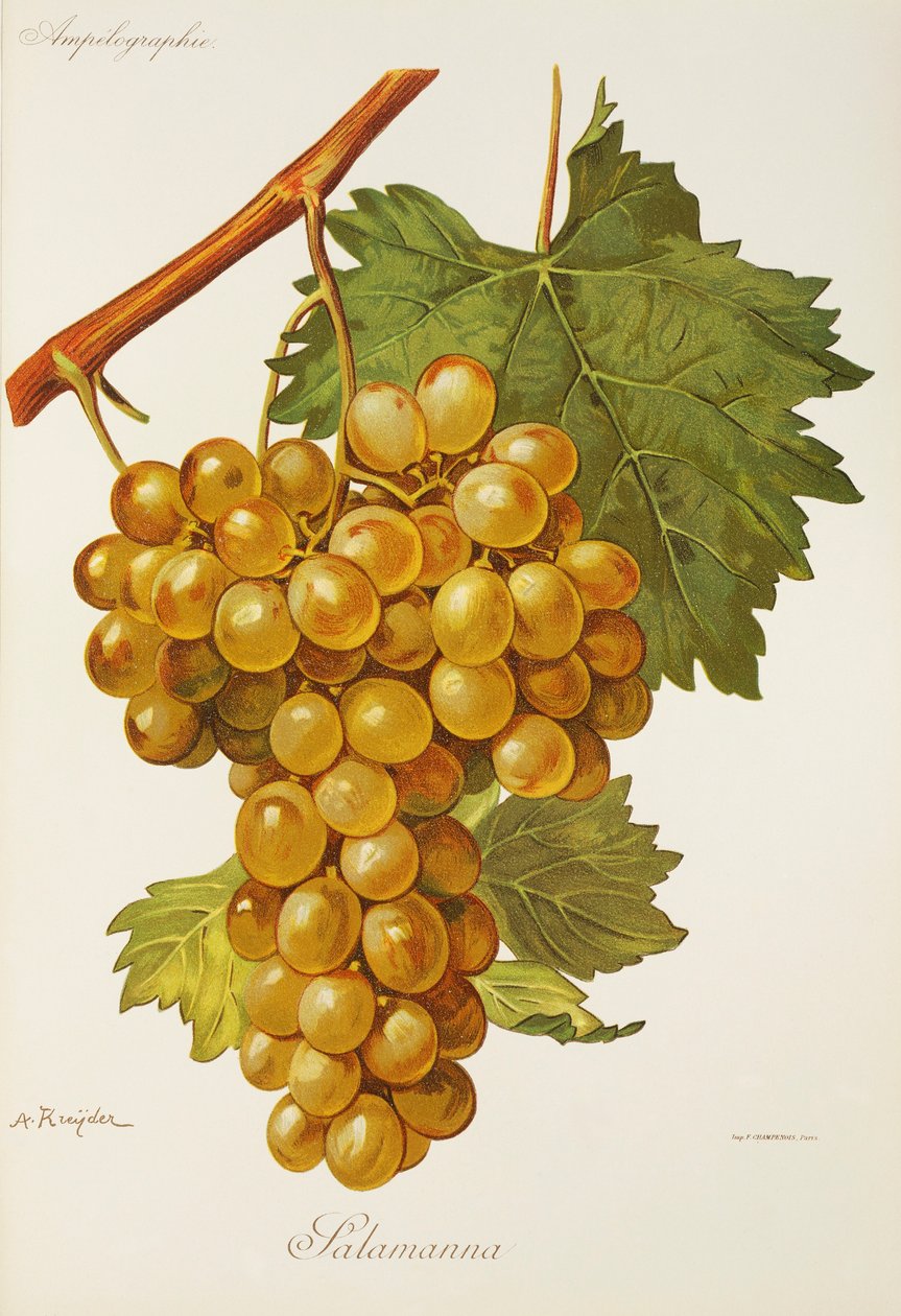 Uva Salamanna por A. Kreyder de Alexis Kreyder