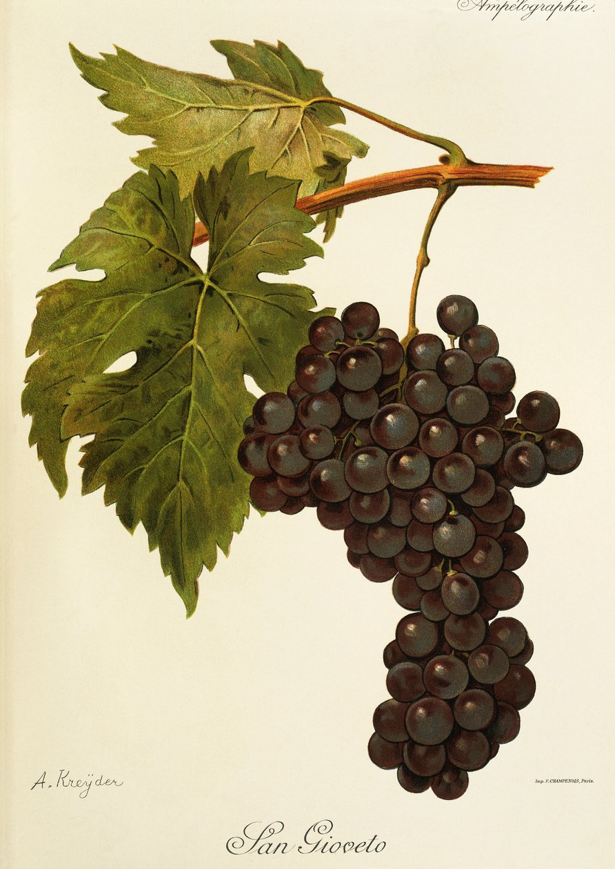 Uva San Gioveto por A. Kreyder de Alexis Kreyder