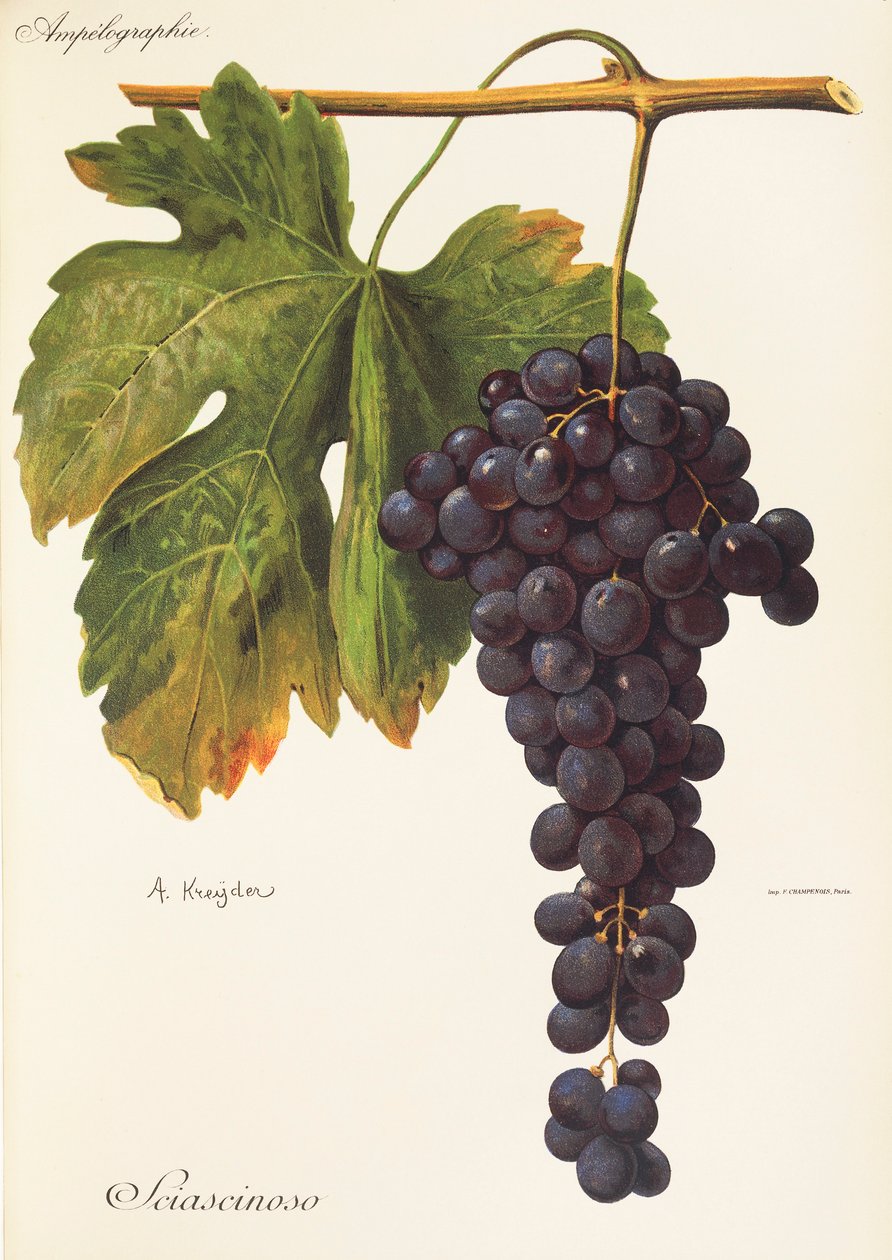 Uva Sciascinoso por A. Kreyder de Alexis Kreyder